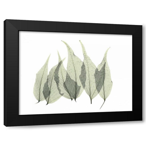 Japanese Fern Black Modern Wood Framed Art Print with Double Matting by Koetsier, Albert