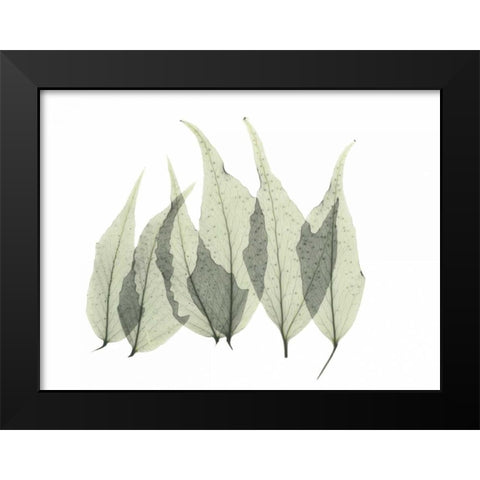 Japanese Fern Black Modern Wood Framed Art Print by Koetsier, Albert