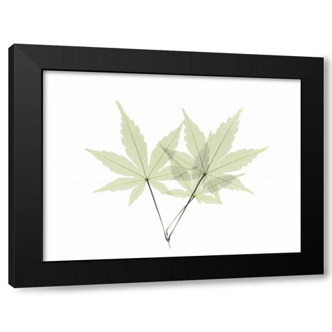 Japanese Maple Black Modern Wood Framed Art Print with Double Matting by Koetsier, Albert