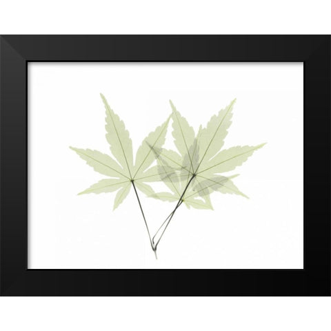 Japanese Maple Black Modern Wood Framed Art Print by Koetsier, Albert