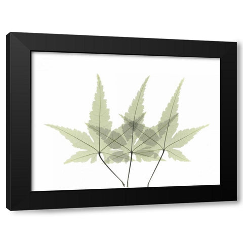 Japanese Maple 2 Black Modern Wood Framed Art Print with Double Matting by Koetsier, Albert