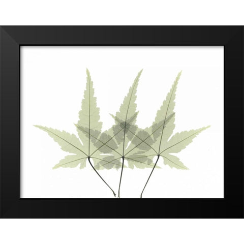 Japanese Maple 2 Black Modern Wood Framed Art Print by Koetsier, Albert