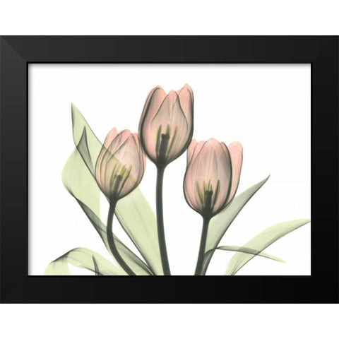 Pink Tulip Bunch Black Modern Wood Framed Art Print by Koetsier, Albert