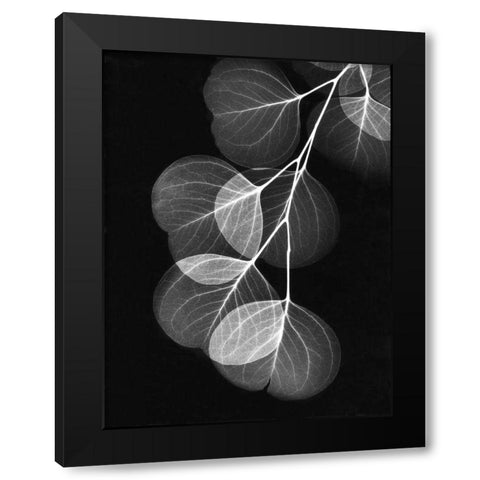 Eucalyptus on Black Black Modern Wood Framed Art Print with Double Matting by Koetsier, Albert