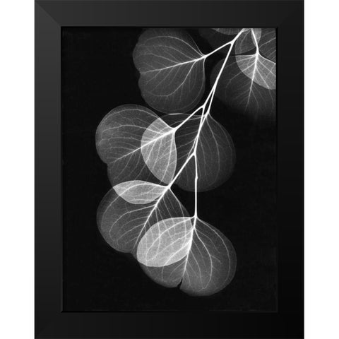 Eucalyptus on Black Black Modern Wood Framed Art Print by Koetsier, Albert