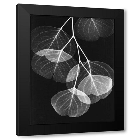 Eucalyptus on Black 2 Black Modern Wood Framed Art Print with Double Matting by Koetsier, Albert