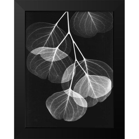 Eucalyptus on Black 2 Black Modern Wood Framed Art Print by Koetsier, Albert