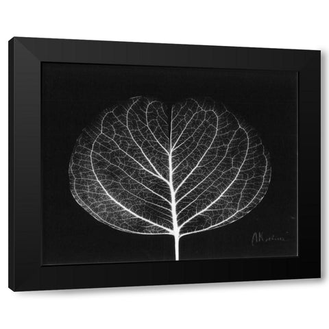 Eucalyptus Close Up on Black Black Modern Wood Framed Art Print with Double Matting by Koetsier, Albert