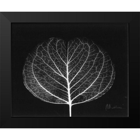 Eucalyptus Close Up on Black Black Modern Wood Framed Art Print by Koetsier, Albert