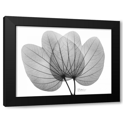 Orchid Tree  Close Up BandW Black Modern Wood Framed Art Print with Double Matting by Koetsier, Albert