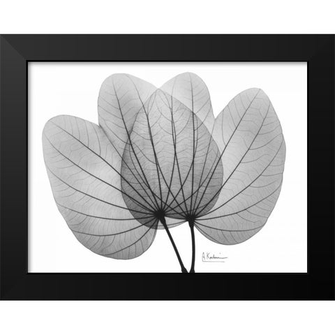 Orchid Tree  Close Up BandW Black Modern Wood Framed Art Print by Koetsier, Albert