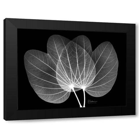 Orchid Tree  Close on Black Black Modern Wood Framed Art Print with Double Matting by Koetsier, Albert