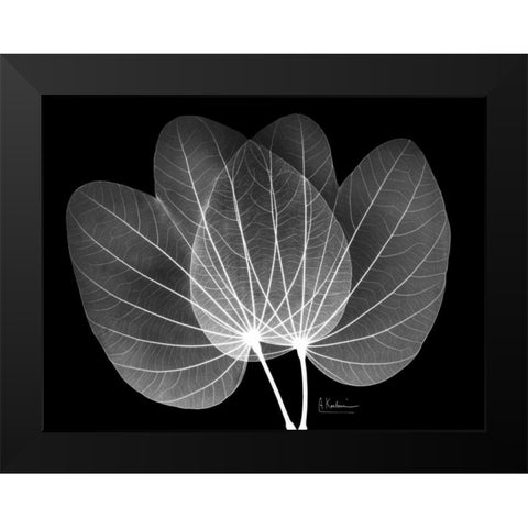 Orchid Tree  Close on Black Black Modern Wood Framed Art Print by Koetsier, Albert
