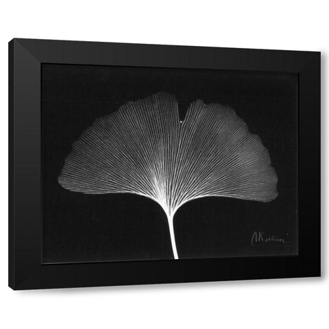 Ginkgo Single Leaf  Close Up on Black Black Modern Wood Framed Art Print by Koetsier, Albert