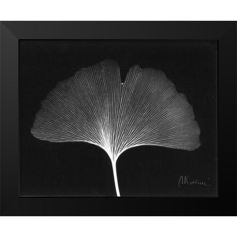 Ginkgo Single Leaf  Close Up on Black Black Modern Wood Framed Art Print by Koetsier, Albert