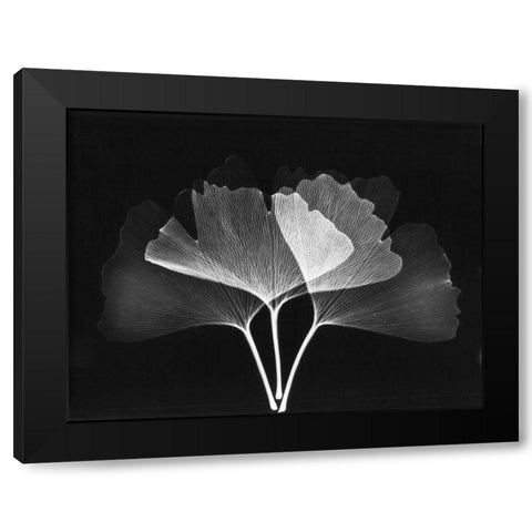 Ginkgo Leaves Close Up on Black 2 Black Modern Wood Framed Art Print with Double Matting by Koetsier, Albert