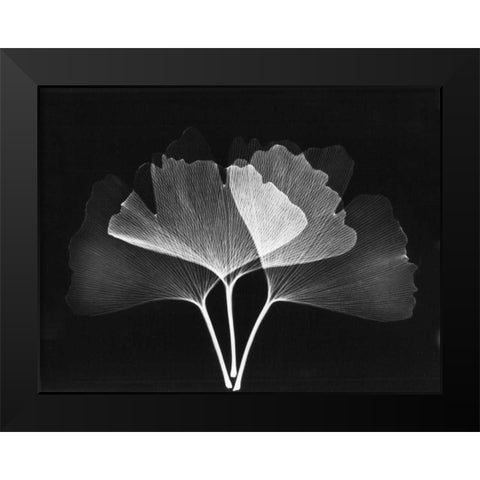 Ginkgo Leaves Close Up on Black 2 Black Modern Wood Framed Art Print by Koetsier, Albert