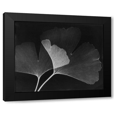 Ginkgo Leaves Close Up on Black Black Modern Wood Framed Art Print with Double Matting by Koetsier, Albert