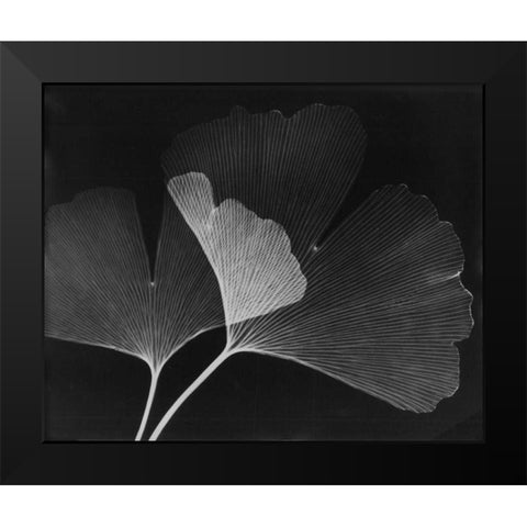 Ginkgo Leaves Close Up on Black Black Modern Wood Framed Art Print by Koetsier, Albert