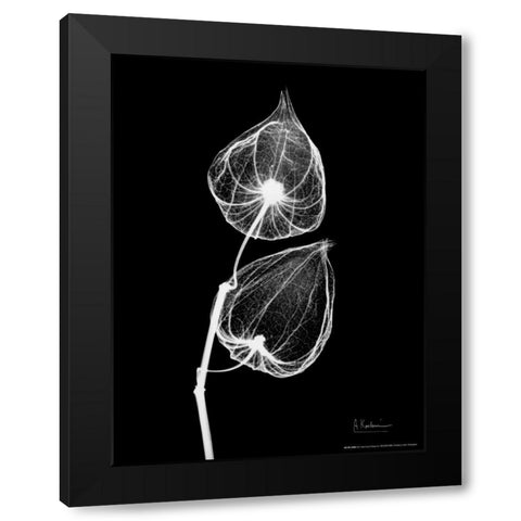 Sandersonia Close Up on Black Black Modern Wood Framed Art Print with Double Matting by Koetsier, Albert