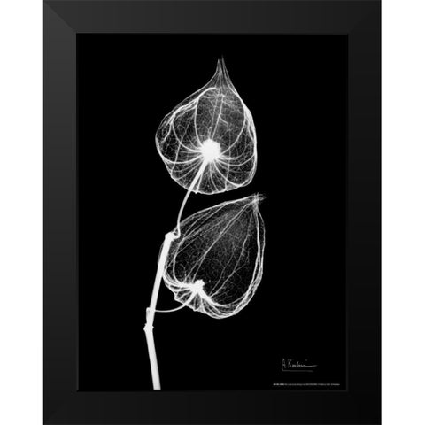 Sandersonia Close Up on Black Black Modern Wood Framed Art Print by Koetsier, Albert