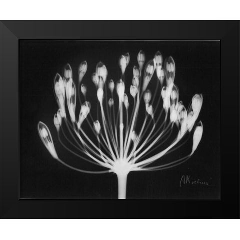 Lily of the Nile Black Modern Wood Framed Art Print by Koetsier, Albert