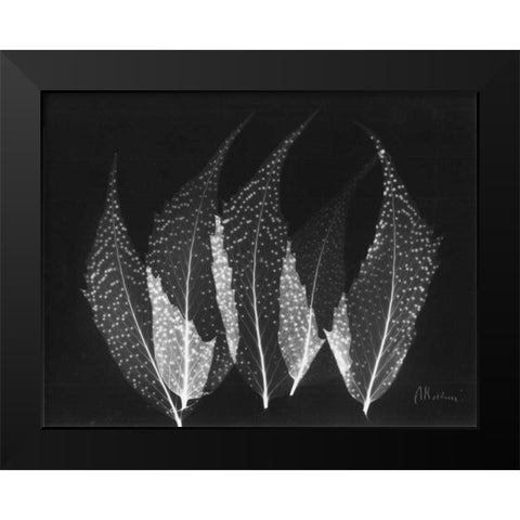 Japanese Ferns Close Up on Black Black Modern Wood Framed Art Print by Koetsier, Albert