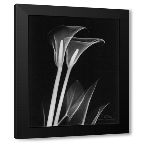 Calla Lily Close Up on Black Black Modern Wood Framed Art Print with Double Matting by Koetsier, Albert