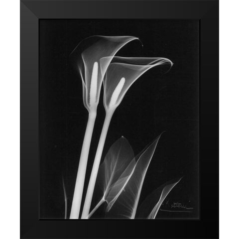 Calla Lily Close Up on Black Black Modern Wood Framed Art Print by Koetsier, Albert