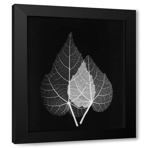 Sage Pair Close Up on Black Black Modern Wood Framed Art Print by Koetsier, Albert