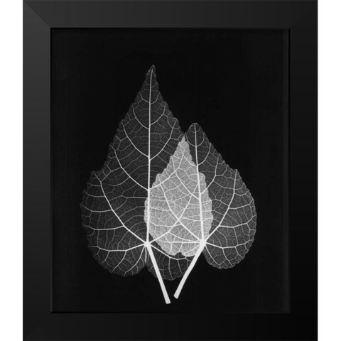 Sage Pair Close Up on Black Black Modern Wood Framed Art Print by Koetsier, Albert