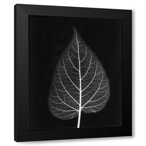 Sage Close Up on Black Black Modern Wood Framed Art Print with Double Matting by Koetsier, Albert