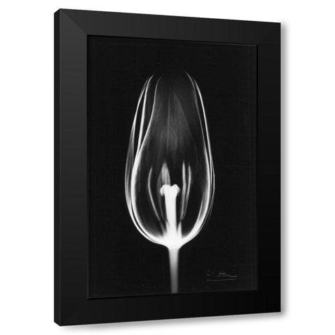 Tulip Close Up on Black Black Modern Wood Framed Art Print with Double Matting by Koetsier, Albert