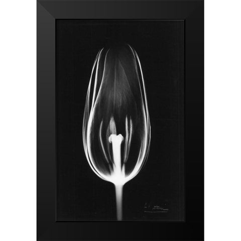 Tulip Close Up on Black Black Modern Wood Framed Art Print by Koetsier, Albert