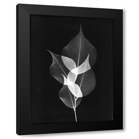 Triple Leaf Close Up on Black Black Modern Wood Framed Art Print by Koetsier, Albert