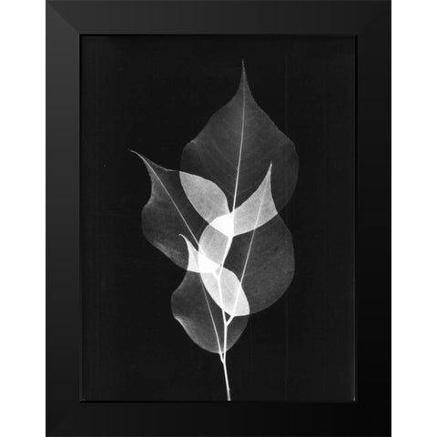 Triple Leaf Close Up on Black Black Modern Wood Framed Art Print by Koetsier, Albert