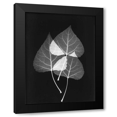 Triple Leaf Close Up on Black 2 Black Modern Wood Framed Art Print by Koetsier, Albert