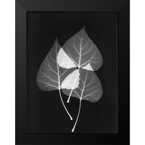 Triple Leaf Close Up on Black 2 Black Modern Wood Framed Art Print by Koetsier, Albert