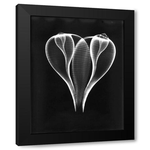 Shell Close Up on Black Black Modern Wood Framed Art Print with Double Matting by Koetsier, Albert