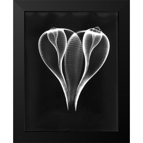 Shell Close Up on Black Black Modern Wood Framed Art Print by Koetsier, Albert