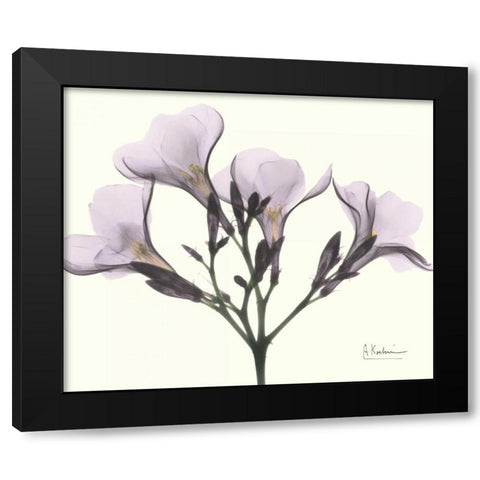 Oleander in Purple Black Modern Wood Framed Art Print with Double Matting by Koetsier, Albert