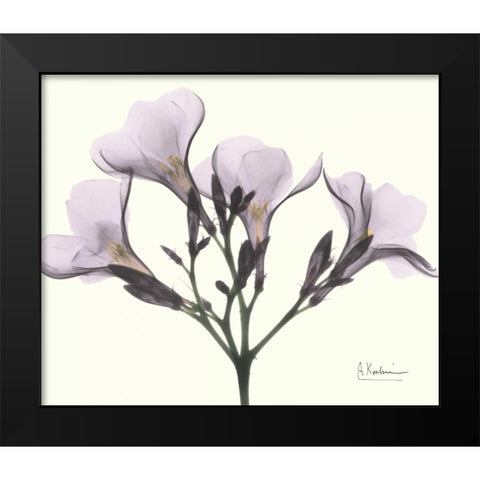 Oleander in Purple Black Modern Wood Framed Art Print by Koetsier, Albert