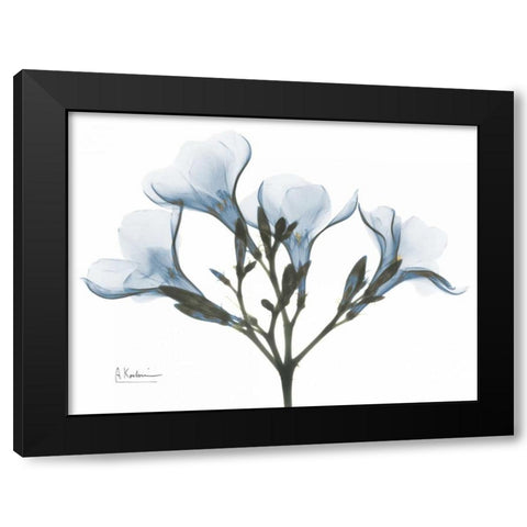 Oleander in Blue Black Modern Wood Framed Art Print with Double Matting by Koetsier, Albert