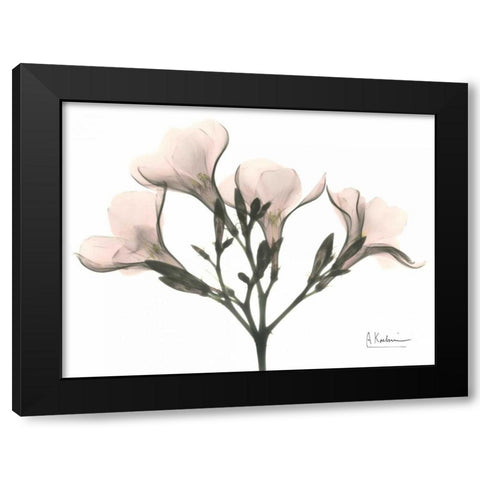 Oleander in Pink Black Modern Wood Framed Art Print by Koetsier, Albert