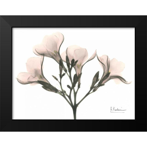 Oleander in Pink Black Modern Wood Framed Art Print by Koetsier, Albert