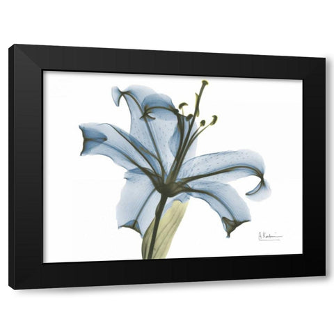 Lily in Pink on Blue Black Modern Wood Framed Art Print with Double Matting by Koetsier, Albert