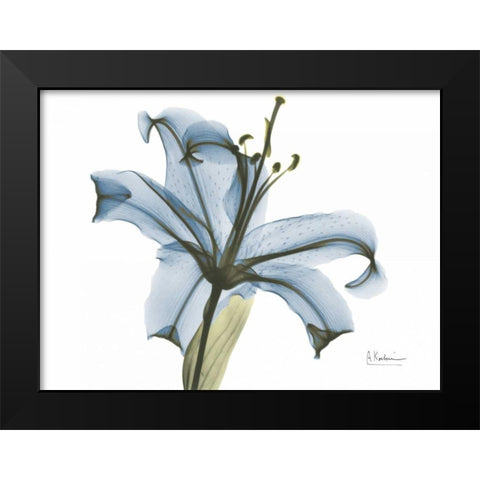 Lily in Pink on Blue Black Modern Wood Framed Art Print by Koetsier, Albert