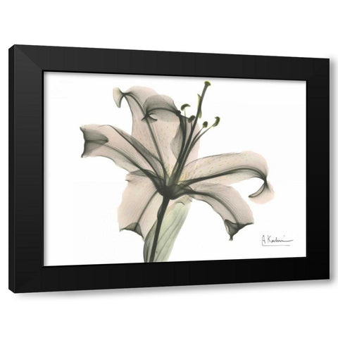 Lily in Pink Black Modern Wood Framed Art Print with Double Matting by Koetsier, Albert