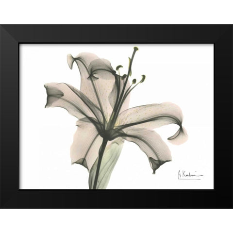 Lily in Pink Black Modern Wood Framed Art Print by Koetsier, Albert