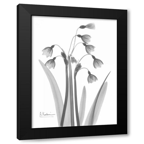 Snow Drop in BandW Black Modern Wood Framed Art Print with Double Matting by Koetsier, Albert